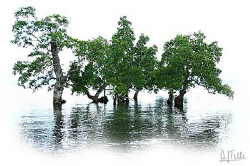 Mangroves in front of "our" beach in Pantar.
EOS5D by Arthur Telle Thiemann 